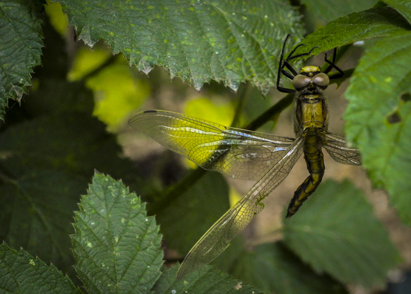 green dragonfly