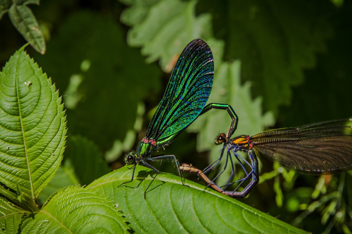 Libelle